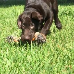 Labrador Retriever Puppies from Andy Lafleur