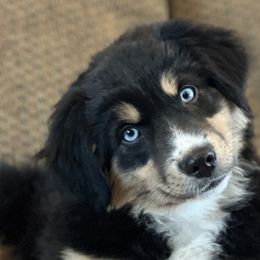 Miniature Australian Shepherds from Darcie Clingan
