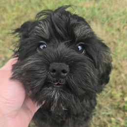 Gabe - Black and tan male Cavapoo puppy in Lebanon, Kentucky from Mosaic Merle Doodles