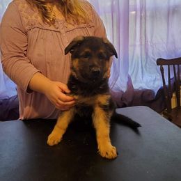German Shepherd Puppies from Persevere Kennels