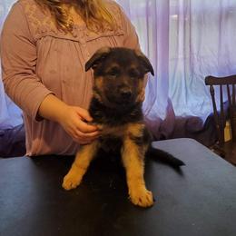 German Shepherd Puppies from Persevere Kennels