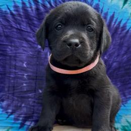 Taffy - Black female Labrador Retriever puppy in Marietta, South Carolina from Trust in the Lord Labradors