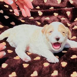 Sky - Blenheim female Cavapoo puppy in Fort Worth, Texas from Creekwood Miniature Cavapoos