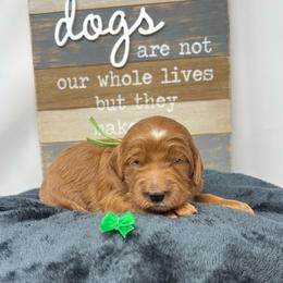 Green Female - Apricot female Goldendoodle puppy in Great Falls, Montana from Montana Goldendoodles