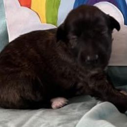 Girl 2 - Silken Windhound puppy in Punta Gorda, Florida from Sunkissed Silken Windhounds