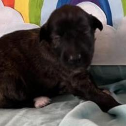 Girl 2 - Silken Windhound puppy in Punta Gorda, Florida from Sunkissed Silken Windhounds