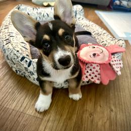 Akita, American Corgi, Cardigan Welsh Corgi, and Great Pyrenees Puppies from WeVolution Off-Grid