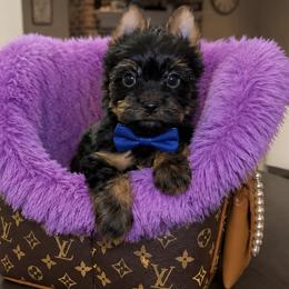King - Black and gold male Yorkshire Terrier puppy in Blanchard, Oklahoma from Southern Belle Yorkie