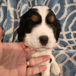 Black tri colored - Black white and tan female English Springer Spaniel puppy in Anderson, South Carolina from Hembree Creek Springers