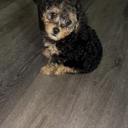 Simon - Black and tan male Yorkipoo puppy in Gastonia, North Carolina from Dynasty Kennel