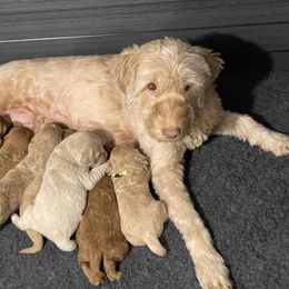 Goldendoodle Puppies from Kingwood Goldendoodles