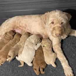 Goldendoodle Puppies from Kingwood Goldendoodles