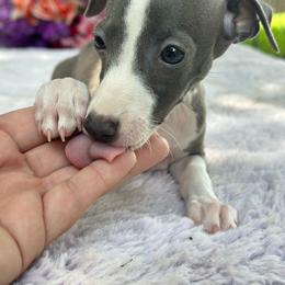 Zimi - White and blue female Italian Greyhound puppy in Lakeland, Florida from Elite Doxies Florida