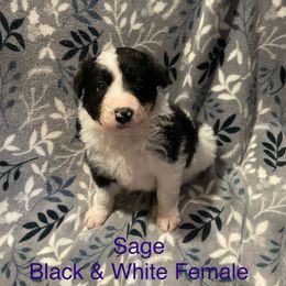 Sage - Black and white female Border Collie puppy in Markle, Indiana from Floating Axe Border Collies