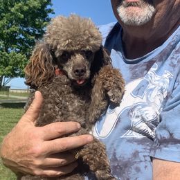 JAX - Poodle
