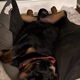 German Shepherds and Rottweilers from Winter German Shepherds and Rotts