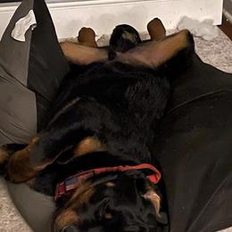 German Shepherds and Rottweilers from Winter German Shepherds and Rotts