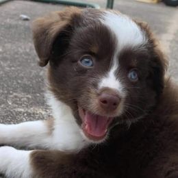 Toy Australian Shepherds from JIlly’s Aussies