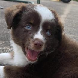 Toy Australian Shepherds from JIlly’s Aussies