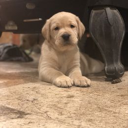 Labrador Retriever Puppies from Mahan Labs