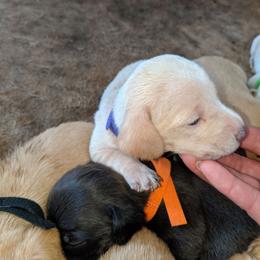 Girl 1 - Cream female Dachshund puppy in Phelan, California from Elite Parson Russells