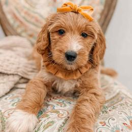 Dawn - Red  female Goldendoodle puppy in Iola, Texas from Supreme Doodles of Texas
