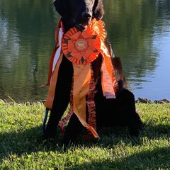 Border Collie and Flat-Coated Retriever All Grown Up from Dahlia Lane Border Collies and Exotic Flat Coated Retrievers