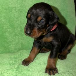 Gracie - Black and rust female Doberman Pinscher puppy in Boyd, Texas from Team Feem Breeders