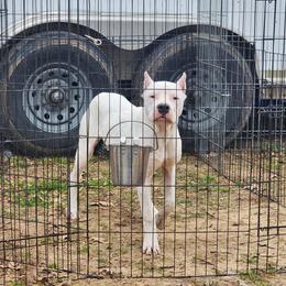Dogo Argentino Puppies from Diavol Dogos /DoubleD Creek Ranch