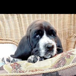 Basset Hound Puppies from Majestic Desert Basset Hounds