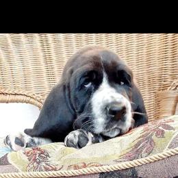 Basset Hound Puppies from Majestic Desert Basset Hounds