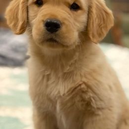Golden Retriever Puppies from Manor House Goldens