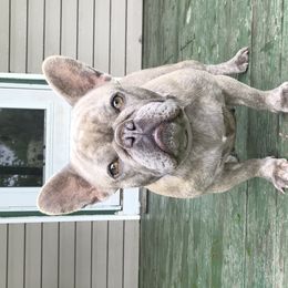 Jazzy - French Bulldog
