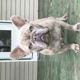 Jazzy - French Bulldog