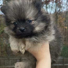 Pomeranian and Shih Tzu Puppies from GA Designer Puppies