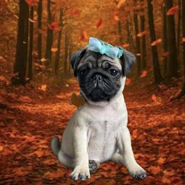 Pug Puppies from Lisa's Pugalicious Pugs