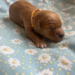 Gold Collar - Apricot female Goldendoodle puppy in Denison, Iowa from Violet View Iowa Goldendoodles