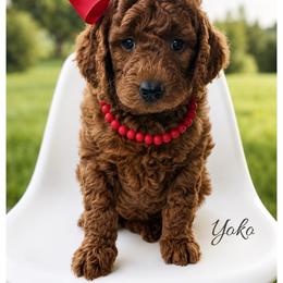 Yoko - Red  female Goldendoodle puppy in State Road, North Carolina from Must Love Doodles