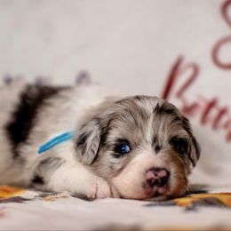 Blue boy - Blue merle male Australian Shepherd puppy in Buckeye, Arizona from Wranglin Aussies