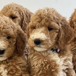 Goldendoodles from Artist Paws Doodles