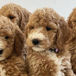Goldendoodles from Artist Paws Doodles