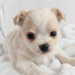 Blair - Cream and white male Chihuahua puppy in Wayland, Michigan from MI Chihuahua