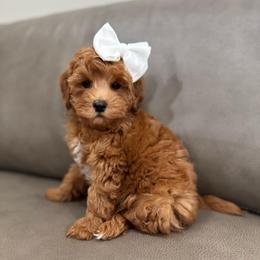 Sugar girl - Red  female Goldendoodle puppy in Rio Linda, California from Plush Doodles