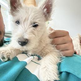 Boy 4 - White male West Highland White Terrier puppy in Red Rock, Texas from Alchemy Farms