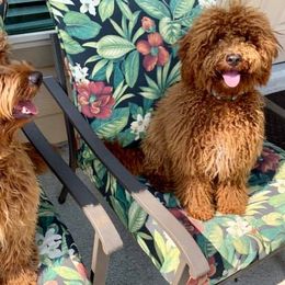 Goldendoodles from Doodle Me, Doodle You