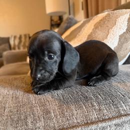 Black panther - Black male Dachshund puppy in Atwater, California from Dachshunds of cali