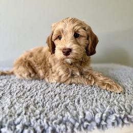 Moscato - Caramel cream male Australian Labradoodle puppy in Wesley Chapel, Florida from GWagz
