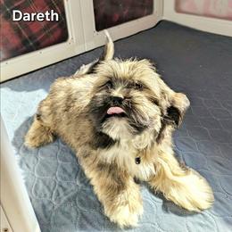 Dareth - Brown male Lhasa Apso puppy in Jefferson, New York from Absolute Lhasa Love