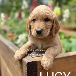 Goldendoodle Puppies from O’Doodle Clan Goldendoodles