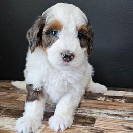 Butterfingers - Grey and white female Bernedoodle puppy in Decatur, Georgia from So Adoodable